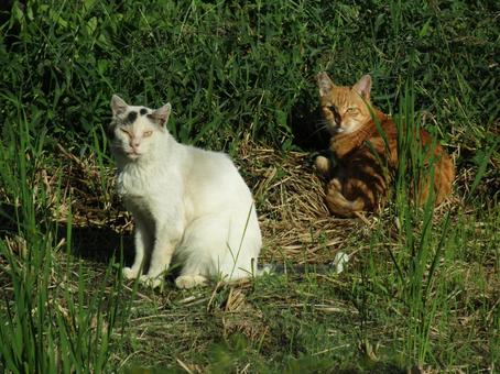 ねこ ねこ ねこ,ネコ,猫の写真素材