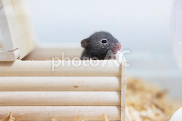 巣箱から顔を出す赤ちゃんハムスター ハムスター,ペット,ゴールデンハムスターの写真素材