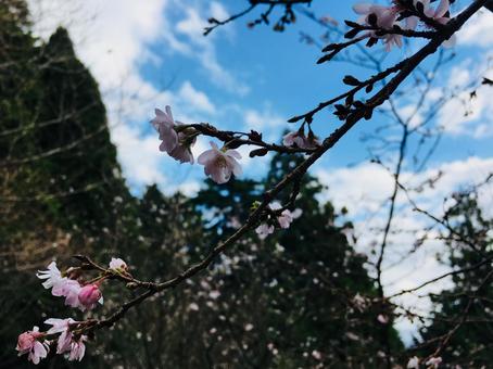 桜 桜の写真