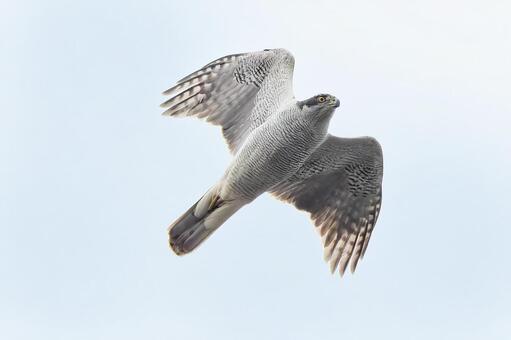 羽搏き飛行するオオタカ オオタカ,大鷹,蒼鷹の写真素材