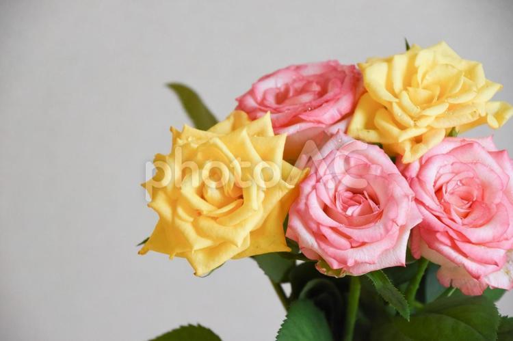 濡れたピンクと黄色のばら ばら,ピンク,薔薇の写真素材