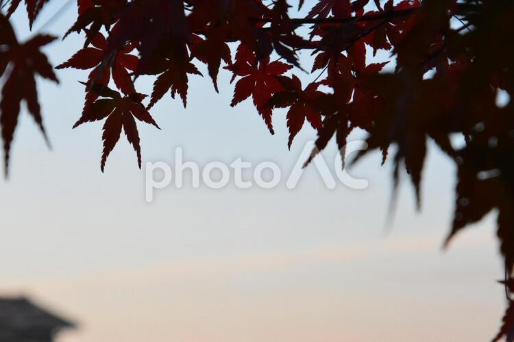 秋のモミジの葉のシルエット　～夕景の光と影 もみじ,モミジ,紅葉の写真素材