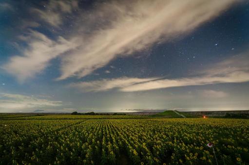 福岡-【柳川ひまわり園】 福岡-【柳川ひまわり園】 ひまわり,花,植物の写真素材