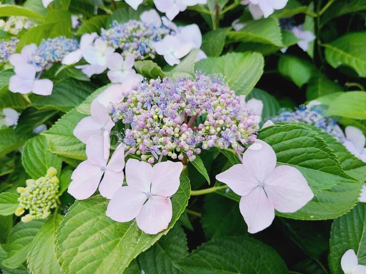 ガクアジサイ ガクアジサイ,あじさい,紫陽花の写真素材