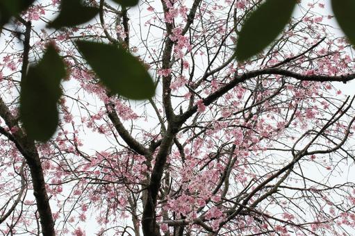 桜 桜の写真