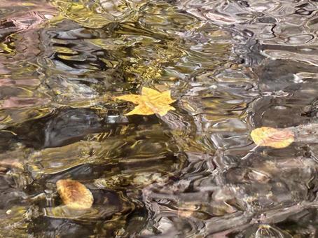 秋の風景の写真