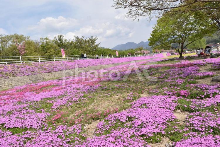 日本人が大好きな芝桜：ピンクの絨毯　心が休まる場所 芝桜,春,ピンク色の写真素材