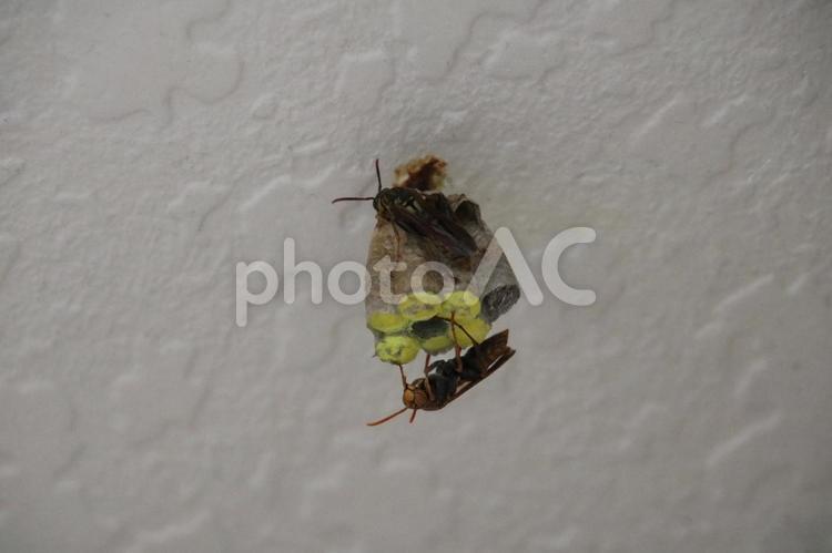 巣を作るアシナガバチ 蜂,アシナガバチ,虫の写真素材