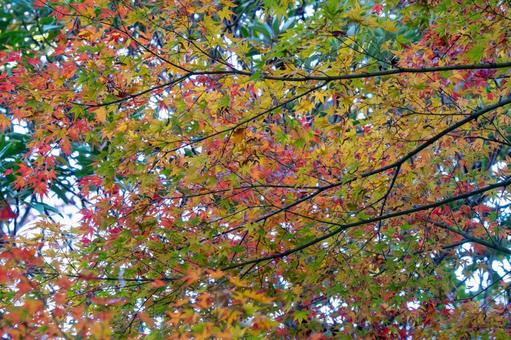 美しく色づいた紅葉したモミジ 紅葉,秋,もみじの写真素材