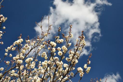 梅の花と青空 梅の花と青空の写真