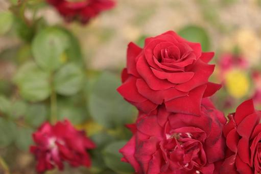 バラ園にて赤い薔薇を撮った写真 バラ園にて赤い薔薇を撮った写真の写真