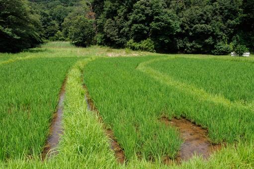 Photo, paddy field, landscape, rice, 