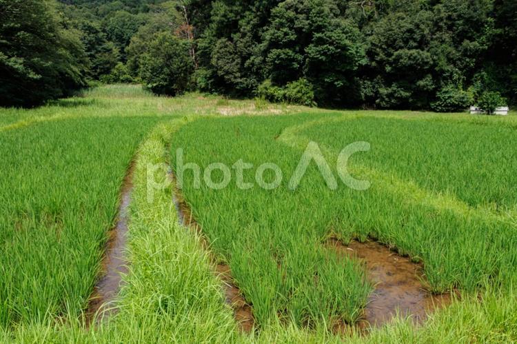 青く育ってきた田んぼの稲 田んぼ,風景,稲の写真素材