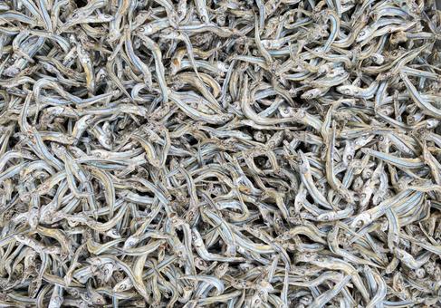 たくさんの煮干しの山　乾物 煮干し,イリコ,乾物の写真素材