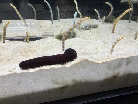 水族館 水族館の写真