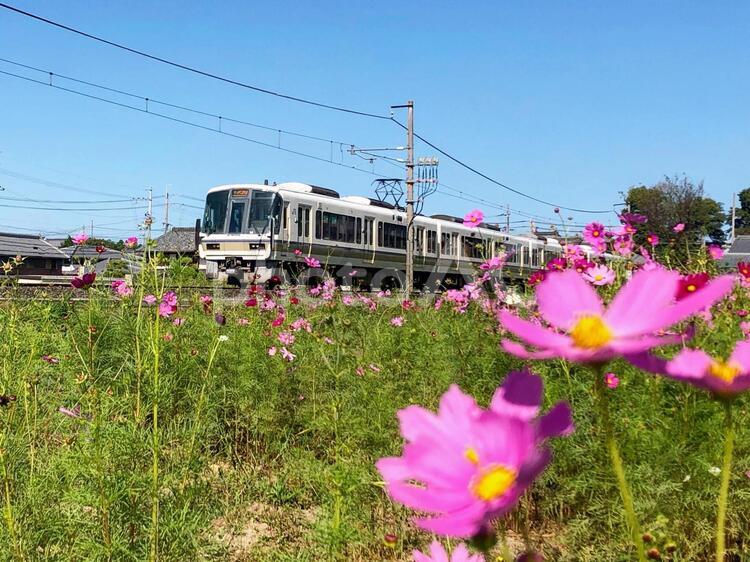 電車とコスモス 電車,秋桜,コスモスの写真素材