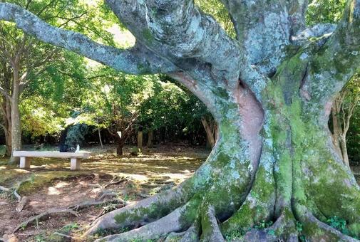 暑い夏の一碧湖風景 暑い夏の一碧湖風景 一碧湖,エノキ,木洩れ日の写真素材