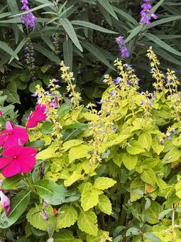 秋の花壇 秋の花壇 秋の花壇,秋,10月の写真素材