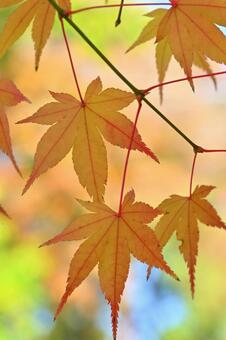 紅葉 紅葉,秋,葉の写真素材