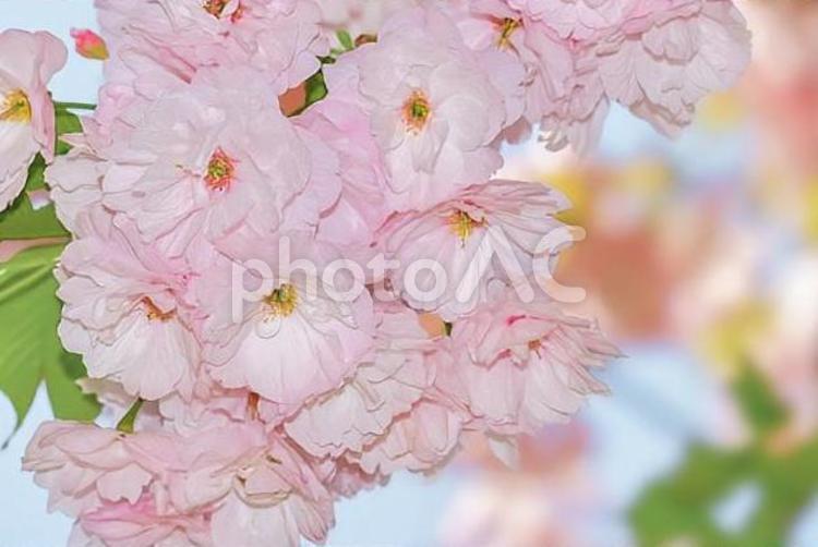 桜の開花イメージ 桜,満開,桃色の写真素材