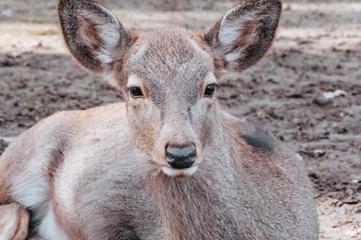 私の悩み聞いてくれませんか 鹿,動物,哺乳類の写真素材