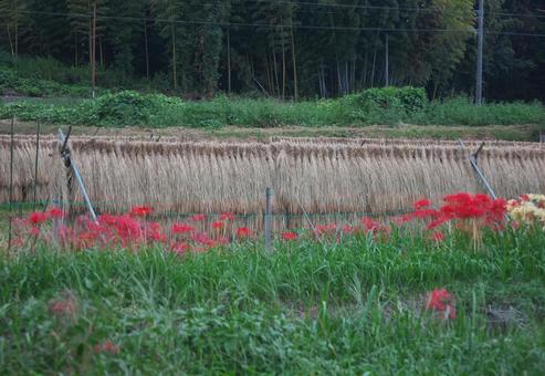 稲刈り乾しと彼岸花 稲刈り乾しと彼岸花 稲刈り,彼岸花,季節の写真素材