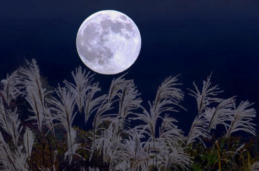 スーパームーンとススキの穂・イメージの写真