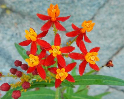 【花の写真】トウワタ（唐綿） トウワタ,唐綿,キョウチクトウ科の写真素材