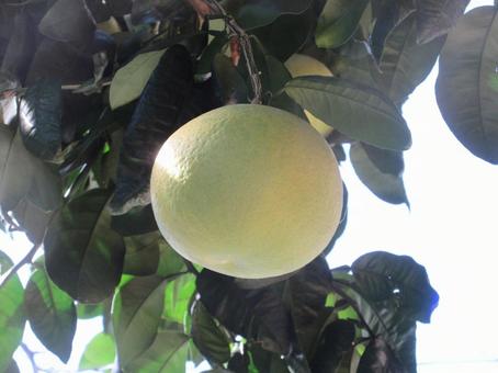 11月のグレープフルーツ   ００６ グレープフルーツ,果物,11月の写真素材