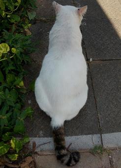 白い背中と縞模様のしっぽの写真