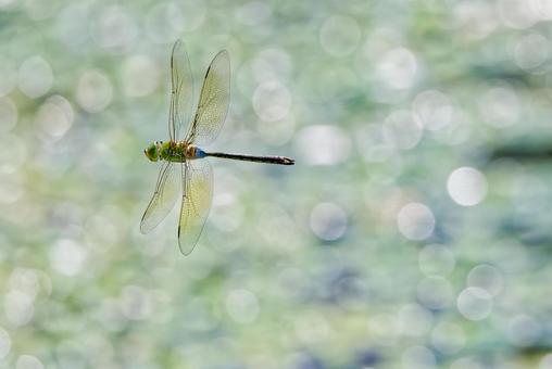 光る水面を飛ぶギンヤンマの雄 光る水面を飛ぶギンヤンマの雄の写真