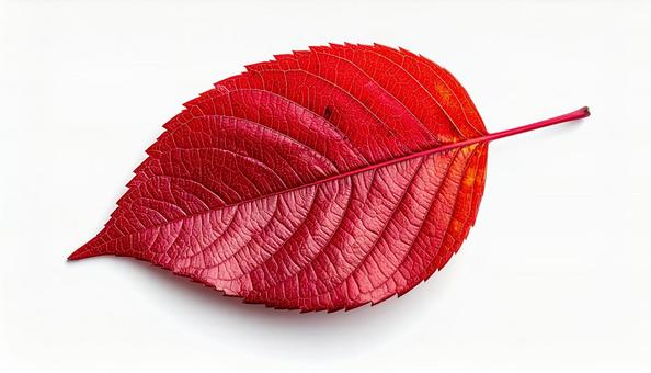 光沢のある赤い葉 紅葉 クローズアップ 光沢のある赤い葉 紅葉 クローズアップの写真