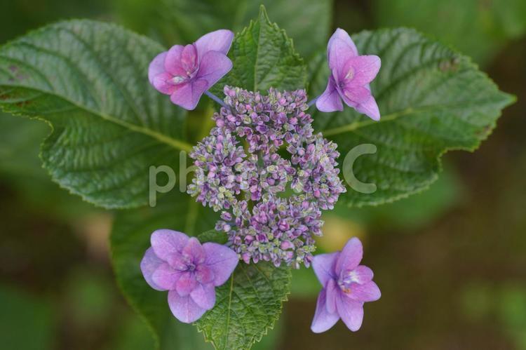 紫陽花 ガクアジサイ,紫陽花,あじさいの写真素材