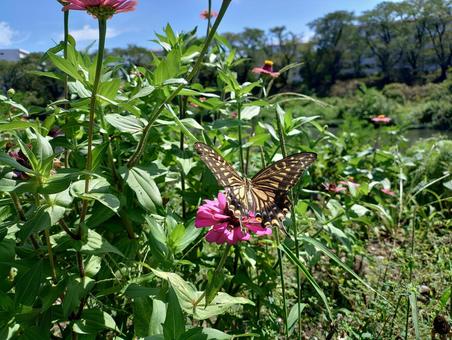アゲハ蝶 アゲハ蝶の写真