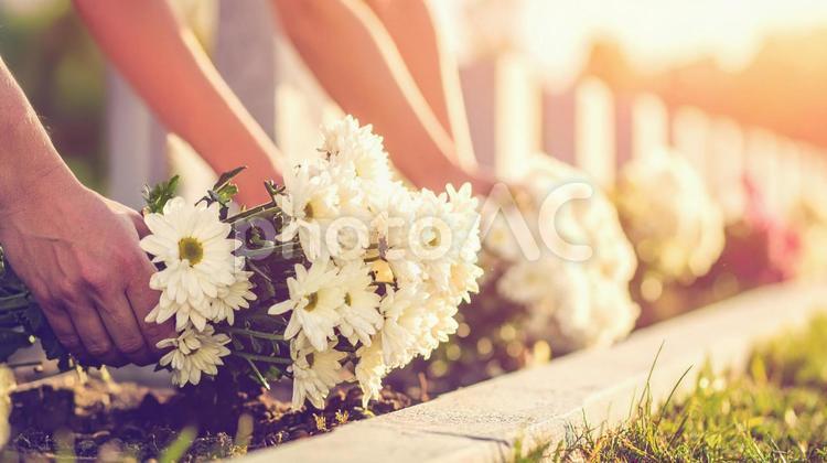 墓前献花の列 墓参り,花,手向けの写真素材