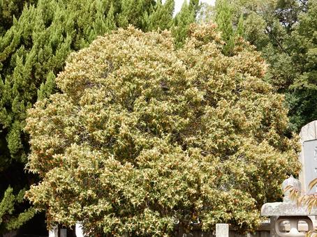 【花の写真】キンモクセイ（金木犀） キンモクセイ,金木犀,植物の写真素材