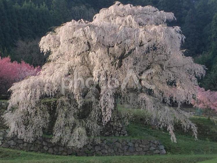 又兵衛桜と桃の花 さくら,サクラ,一本桜の写真素材