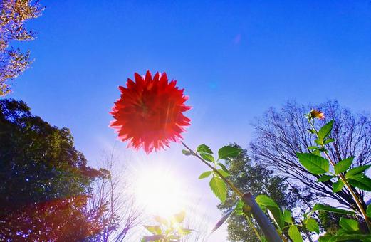 赤いダリアの花と青空・太陽光 赤いダリアの花と青空・太陽光の写真