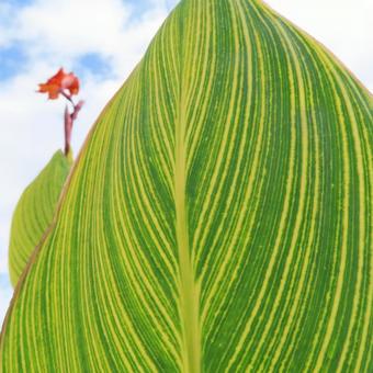 カンナ カンナ,花,花びらの写真素材