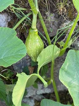 かぼちゃの実がついた かぼちゃ,実,野菜の写真素材