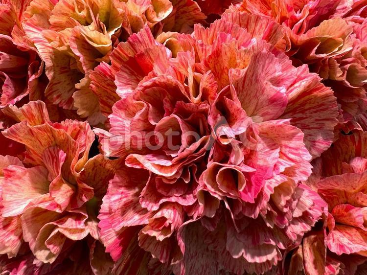 カーネーション カーネーション,花,ズームアップの写真素材