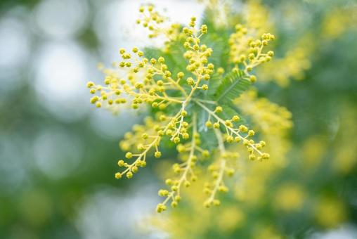 ミモザの花のクローズアップの写真