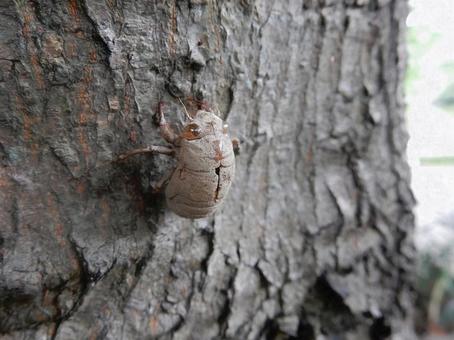 [Insect photo] Cicada shell, JPG