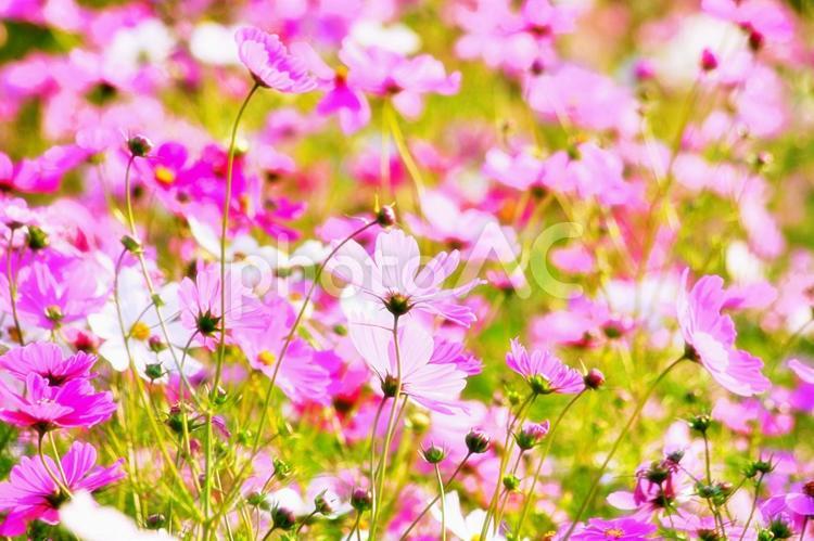 秋桜の季節 コスモス,秋桜,かわいいの写真素材