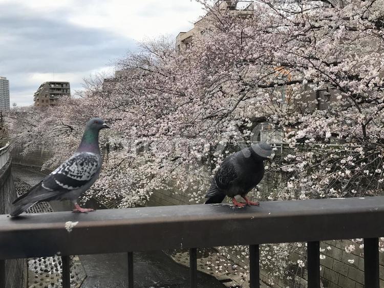 ハト２羽と桜 サクラ,さくら,桜の写真素材