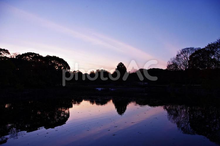 逆光の森と池 逆光,池,水面の写真素材