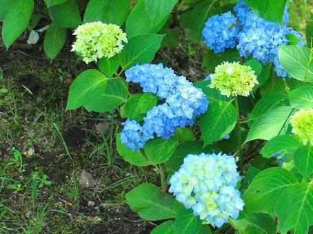 Japanese Flowers, JPG Japanese Flowers, JPG