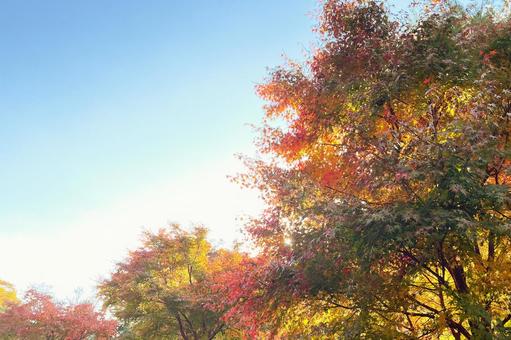 紅葉 紅葉の写真