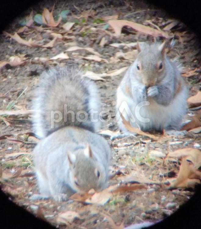 アメリカの野生のリス リス,ハイイロリス,野生の写真素材