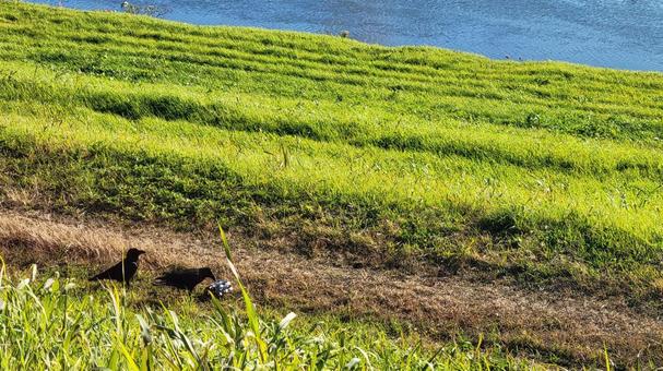 河川敷でゴミやペットボトルを漁るカラス 河川敷でゴミやペットボトルを漁るカラスの写真